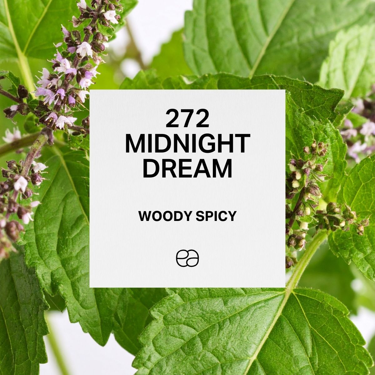 Midnight Dream